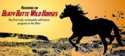 Preserving Beaty Butte Wild Horses